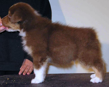 Red Tri male #1, standing.